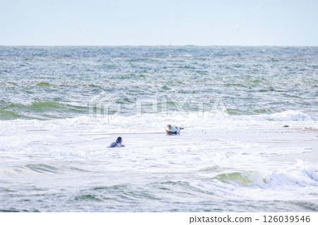 Eierland, De Cocksdorp, Texel, The Netherlands, Oktober 28th, 2024, A charming seal gracefully 126039546