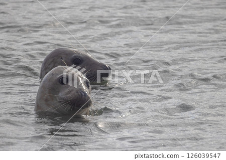 Eierland, De Cocksdorp, Texel, The Netherlands, Oktober 28th, 2024, Seals gracefully swimming in 126039547