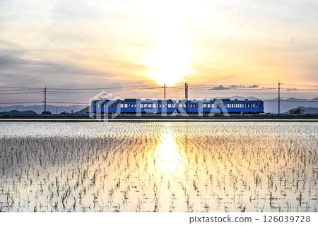 夕陽西下時,近江小豬在鄉間奔跑 夕陽西下時,近江小豬在鄉間奔跑 126039728