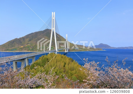 [廣島縣]從多多羅展望台（多多羅橋）眺望春天的櫻花 126039808