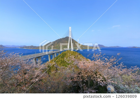 [廣島縣]從多多羅展望台（多多羅橋）眺望春天的櫻花 126039809