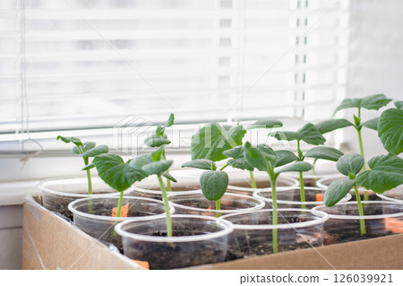 seedlings of cucumbers and watermelons against the background of window blinds, the gardening 126039921