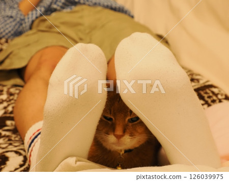 一隻貓和它的主人在沙發上休息 一隻貓和它的主人在沙發上休息 126039975