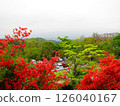 杜鵑花盛開的杜鵑花 126040167