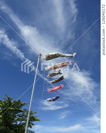 Carp streamer swimming in the blue sky Carp streamer swimming in the blue sky 126040172