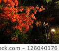 點亮花 126040176