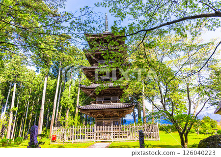 [Niigata Prefecture_Myosenji Temple] The only remaining five-story pagoda in Niigata Prefecture Spring Edition April 126040223