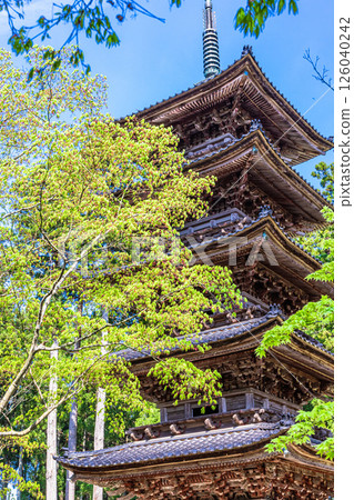 [新潟縣_妙仙寺]新潟縣僅存的五重塔 春季篇 4月 126040242