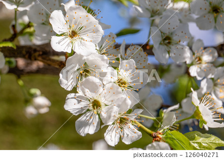 White Blossom Flowers on Fruit Tree Branch in Spring White Blossom Flowers on Fruit Tree Branch in Spring 126040271