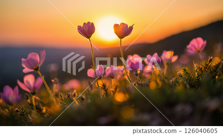 Flowers Bloom Beautifully Against a Sunset Backdrop Over a Mountainous Landscape 126040605