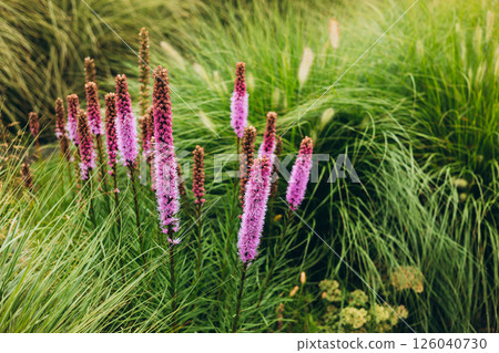 Purple Loosestrife or Lythrum salicaria blossom in weed close-up, selective focus 126040730