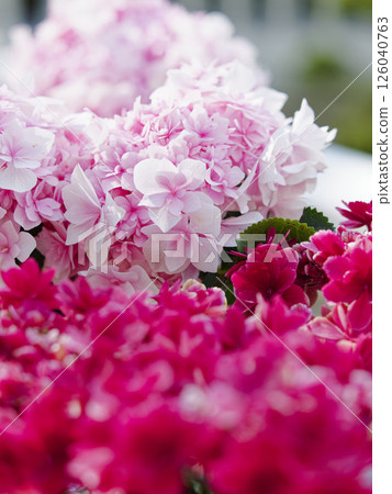 A harmony of colors with overlapping red and pink flowers 126040763