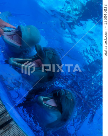 Three dolphins waiting for fish in blue water Three dolphins waiting for fish in blue water 126040838