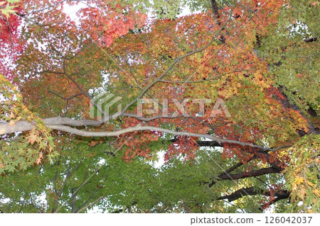 Momiji who changed leaves Momiji who changed leaves 126042037