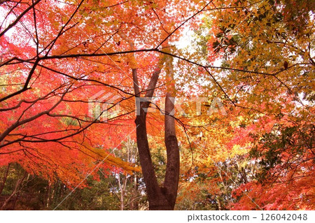 Momiji stained with the color of autumn 126042048