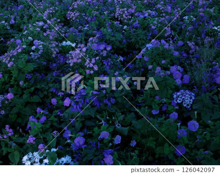 Flower field spreading all over 126042097