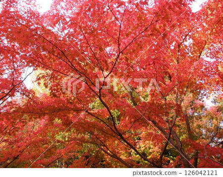 Bright red autumn leaves Bright red autumn leaves 126042121