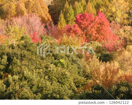 A mountain that turned red leaves A mountain that turned red leaves 126042122