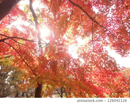 Bright autumn leaves Bright autumn leaves 126042126