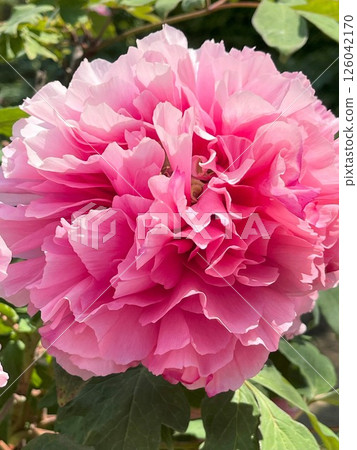 Bright pink peony Bright pink peony 126042170