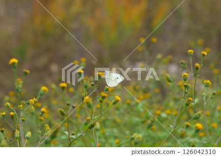 一隻菜粉蝶正在從千里光中吸取花蜜 一隻菜粉蝶正在從千里光中吸取花蜜 126042310
