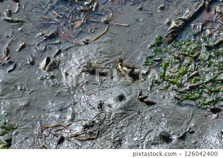 Yatsu tidal flat (Narashino City, Chiba Prefecture) Yatsu tidal flat (Narashino City, Chiba Prefecture) 126042400