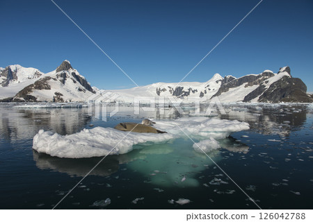 Crabeater seals resting on ice floe Antarctica Crabeater seals resting on ice floe Antarctica 126042788