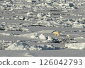 Big polar bear on drift ice edge . 126042793