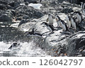 Chinstrap Penguins coming to the water 126042797