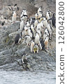 Chinstrap Penguins coming to the water 126042800