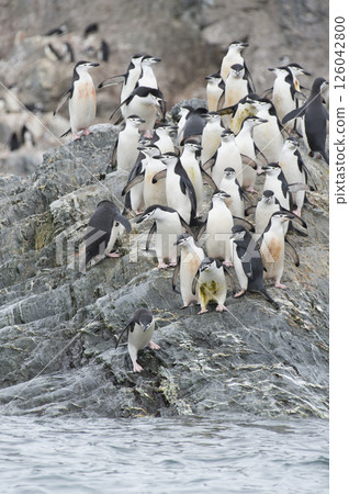 Chinstrap Penguins coming to the water Chinstrap Penguins coming to the water 126042800