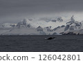 Humpback whale tail with icy mountains backdrop Antarctica 126042801