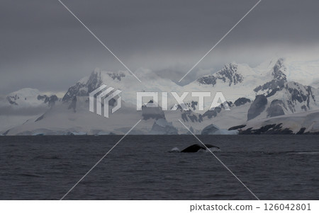 Humpback whale tail with icy mountains backdrop Antarctica 126042801