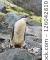 Gentoo penguin chick stands on a stones close-up in Antarctica 126042810