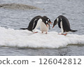 Three gentoo penguin on the ice 126042812