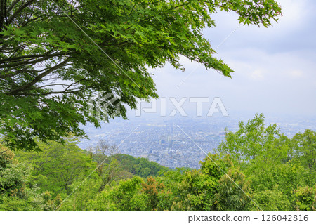 Osaka Prefectural Forest Narukawa Garden Azalea Garden 126042816