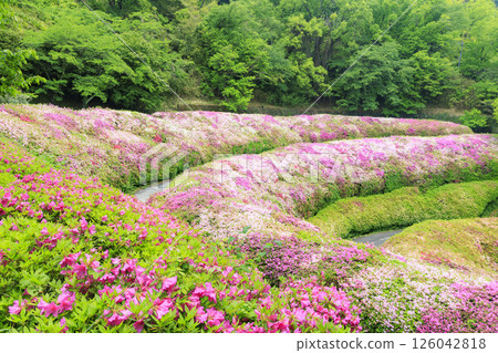 大阪府立森林成川庭園杜鵑花園 126042818
