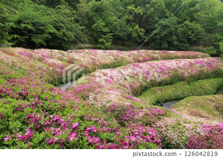 大阪府立森林成川庭園杜鵑花園 大阪府立森林成川庭園杜鵑花園 126042819