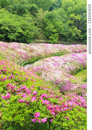 大阪府立森林成川庭園杜鵑花園 大阪府立森林成川庭園杜鵑花園 126042820