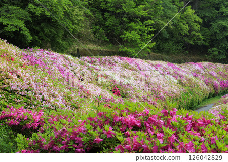 大阪府立森林成川庭園杜鵑花園 大阪府立森林成川庭園杜鵑花園 126042829