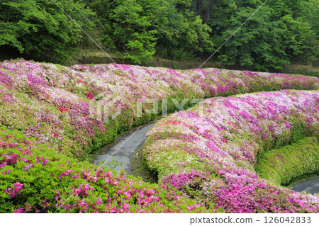 Osaka Prefectural Forest Narukawa Garden Azalea Garden Osaka Prefectural Forest Narukawa Garden Azalea Garden 126042833