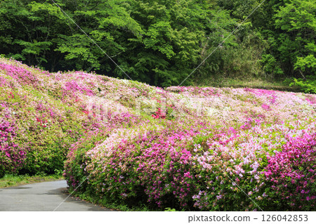 大阪府立森林成川庭園杜鵑花園 126042853