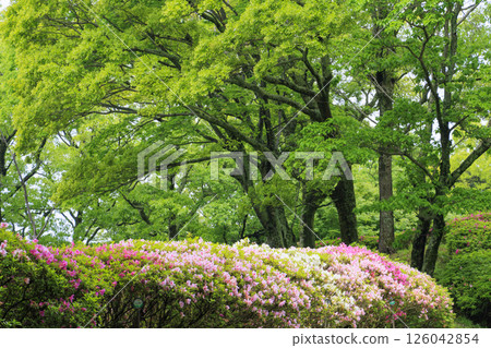 大阪府立森林成川庭園杜鵑花園 126042854