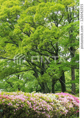 大阪府立森林成川庭園杜鵑花園 大阪府立森林成川庭園杜鵑花園 126042855