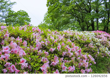 大阪府立森林成川庭園杜鵑花園 126042856