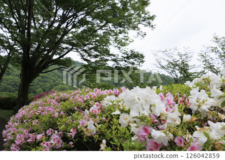 Osaka Prefectural Forest Narukawa Garden Azalea Garden 126042859