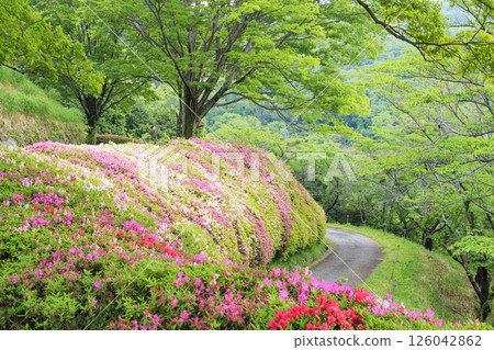 大阪府立森林成川庭園杜鵑花園 126042862