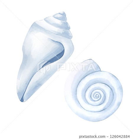 Two white shells of different shapes are hand-drawn. Watercolor illustration isolated on a white background. Elements for marine design. Clipart. 126042884