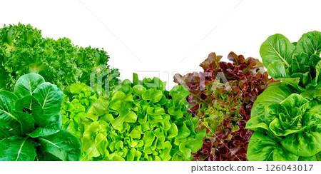 Frame set of lettuce leaves isolated on a white background. 126043017