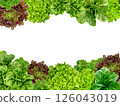 Frame set of lettuce leaves isolated on a white background. 126043019